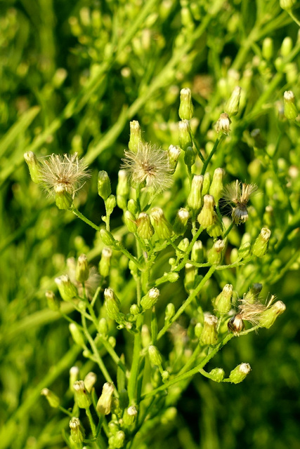 Erigeron canadensis