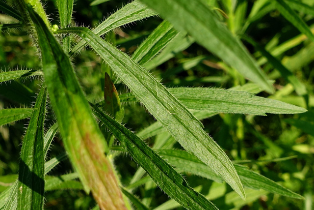 Erigeron canadensis - leaves