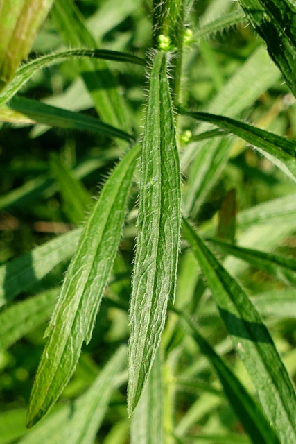 Erigeron canadensis - leaves