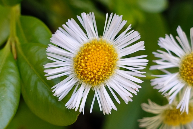 Erigeron philadelphicus