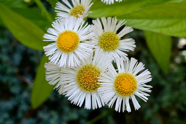 Erigeron philadelphicus