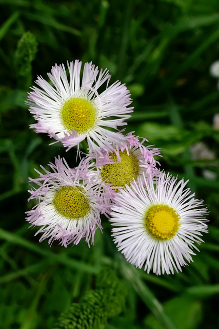 Erigeron philadelphicus