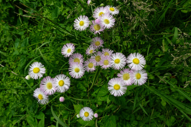 Erigeron philadelphicus