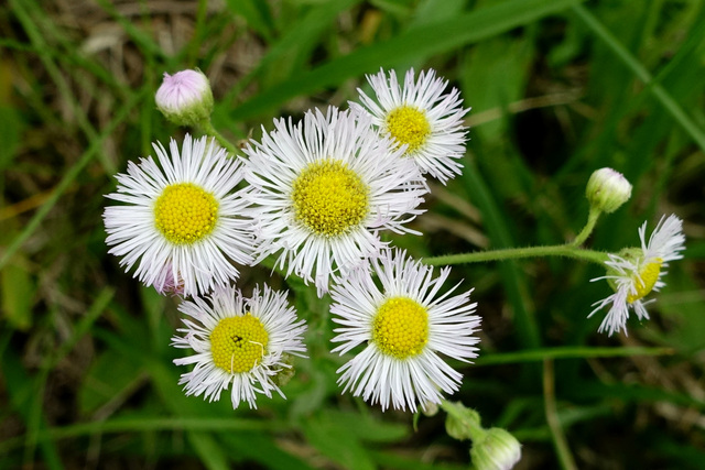 Erigeron philadelphicus