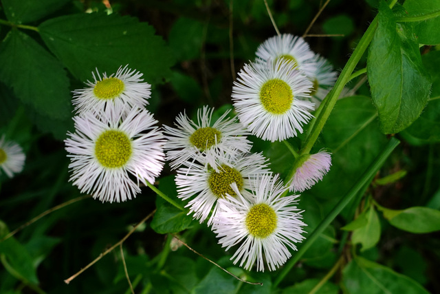 Erigeron philadelphicus