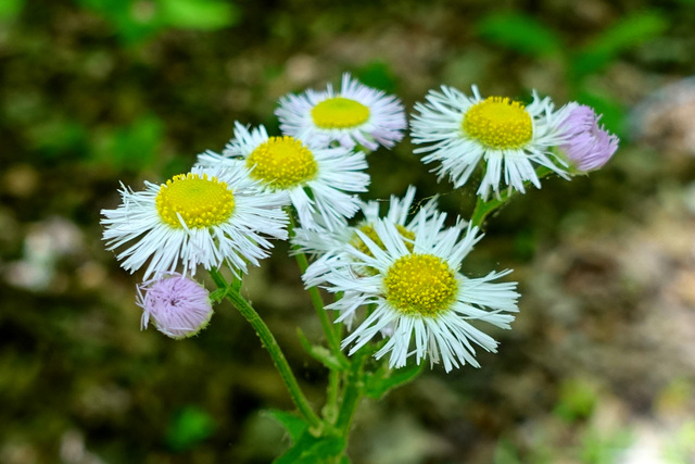 Erigeron philadelphicus