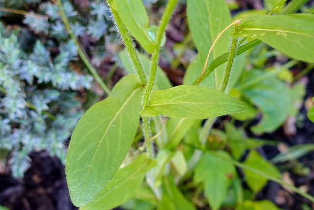 Erigeron philadelphicus - leaves