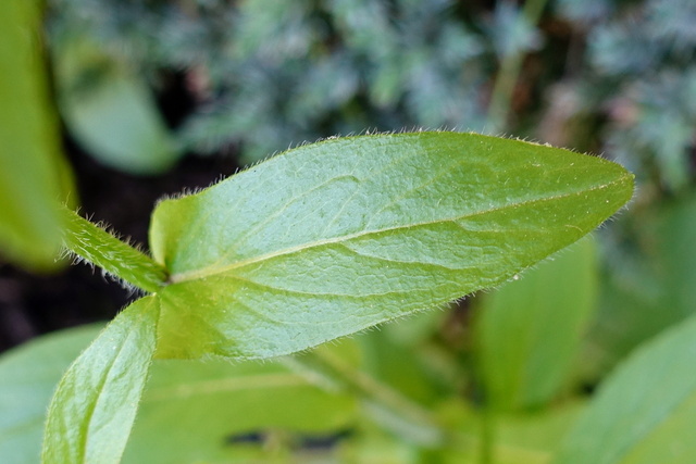 Erigeron philadelphicus - leaves