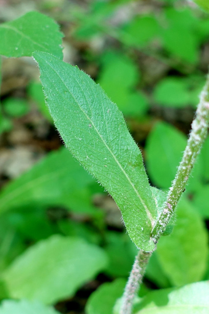 Erigeron philadelphicus - leaves