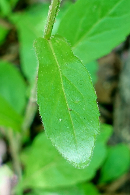 Erigeron philadelphicus - leaves