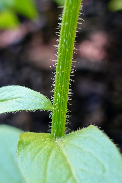 Erigeron philadelphicus - stem