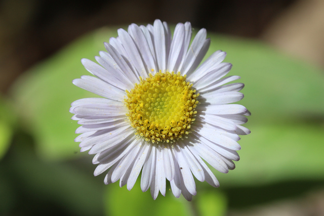 Erigeron pulchellus
