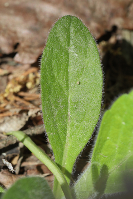 Erigeron pulchellus - leaves