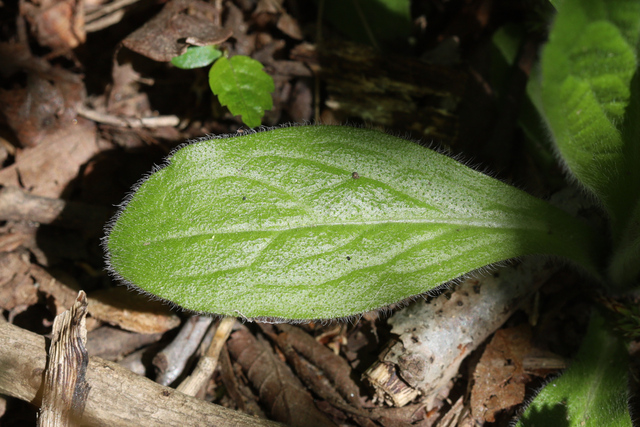 Erigeron pulchellus - leaves
