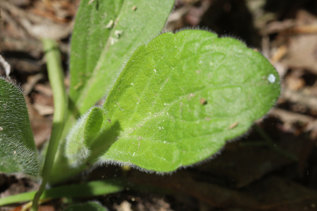Erigeron pulchellus - leaves