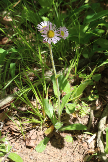 Erigeron pulchellus - plant