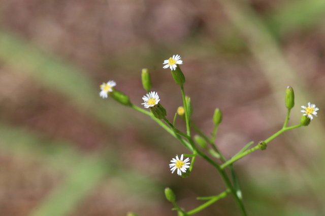 Erigeron pusillus