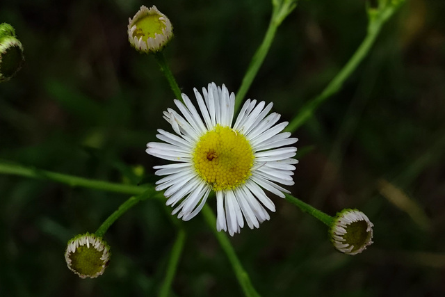 Erigeron strigosus