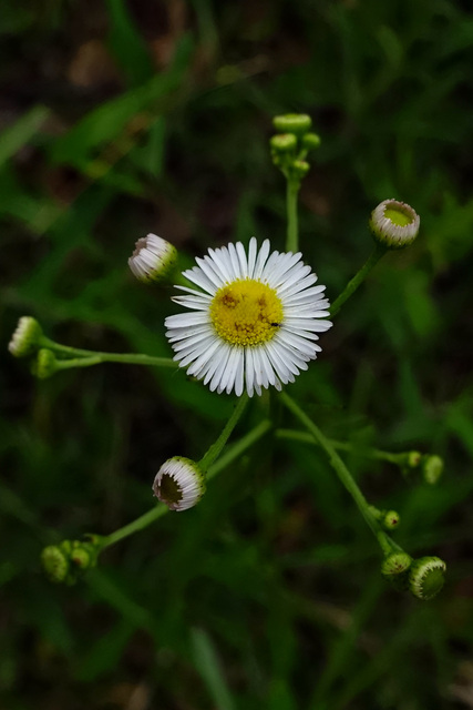 Erigeron strigosus