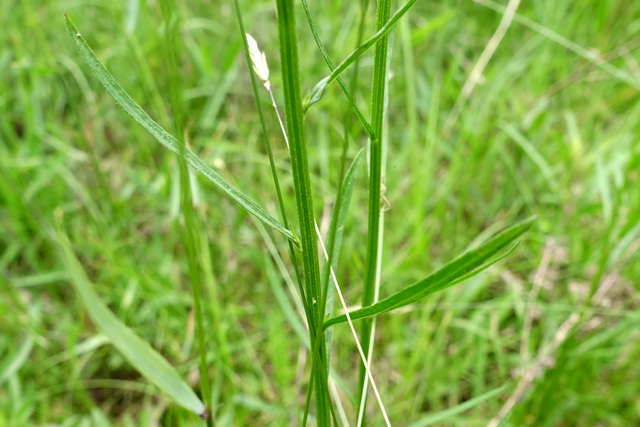 Erigeron strigosus - leaves