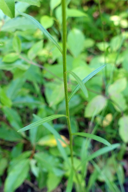 Erigeron strigosus - stem