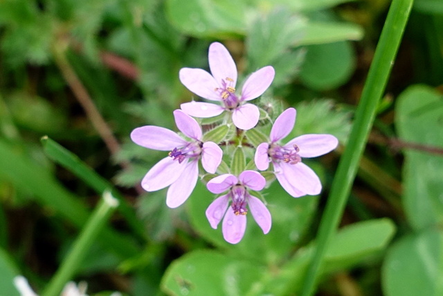 Erodium cicutarium