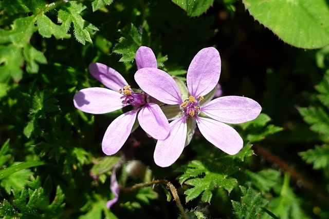 Erodium cicutarium