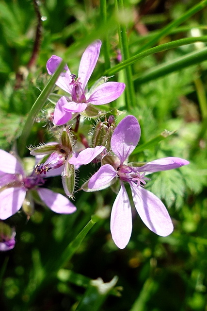 Erodium cicutarium