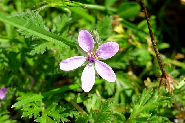 Erodium cicutarium