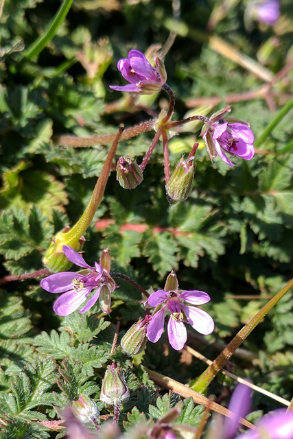 Erodium cicutarium