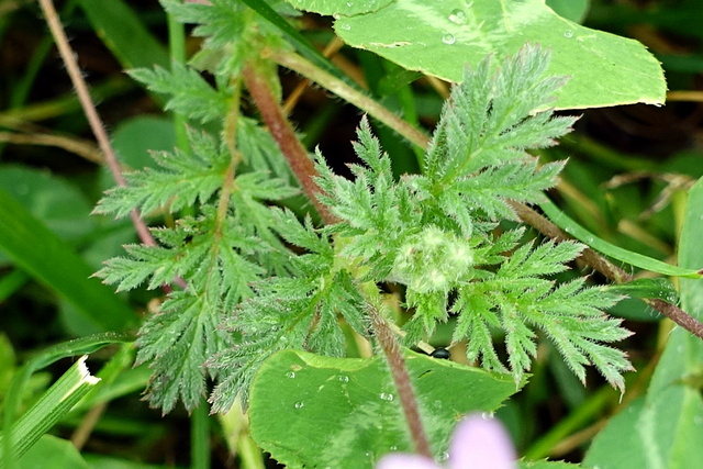 Erodium cicutarium - leaves