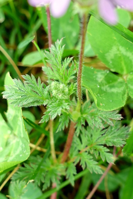 Erodium cicutarium - leaves