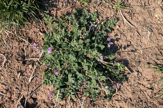 Erodium cicutarium - plant