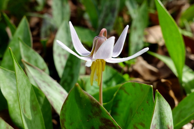 Erythronium albidum