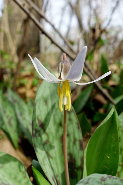 Erythronium albidum