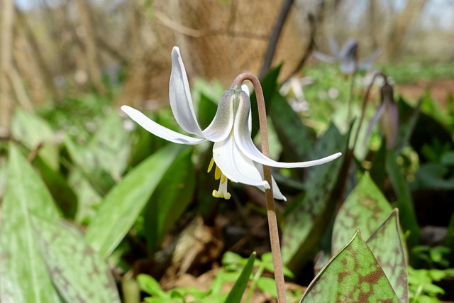 Erythronium albidum