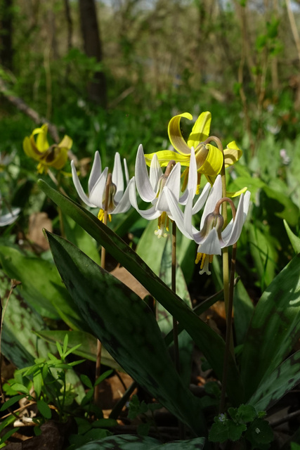 Erythronium albidum