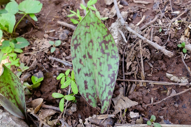 Erythronium albidum - leaves