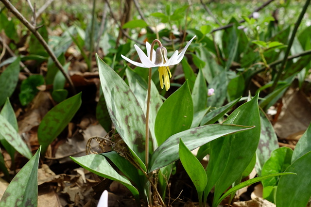 Erythronium albidum - plant