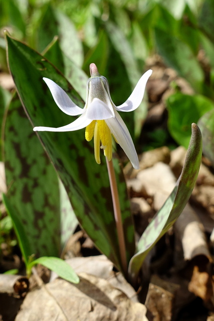 Erythronium albidum - plant