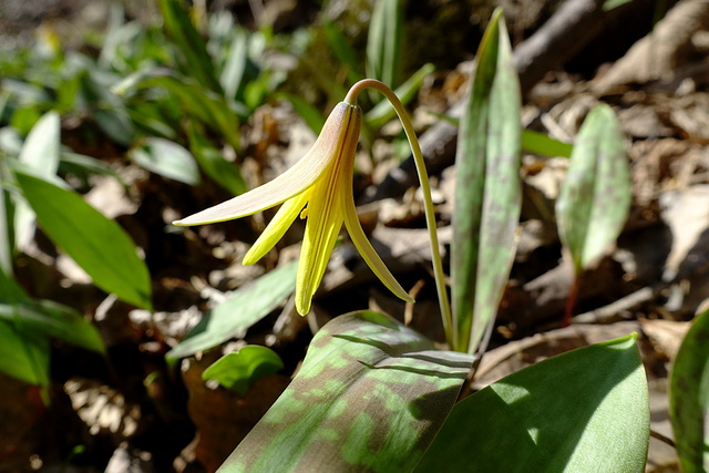 Erythronium americanum