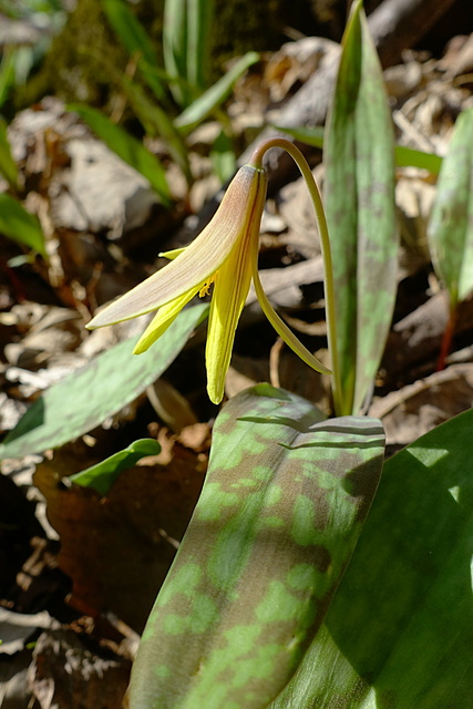 Erythronium americanum