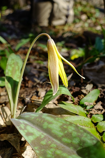 Erythronium americanum