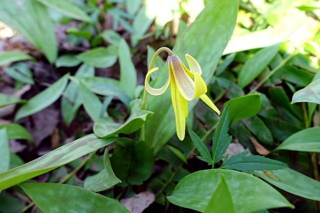 Erythronium americanum