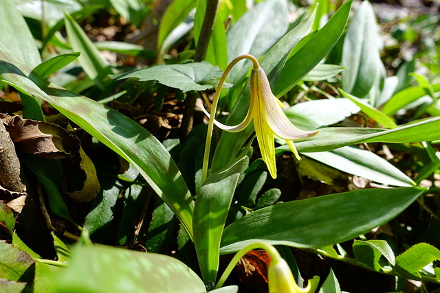 Erythronium americanum