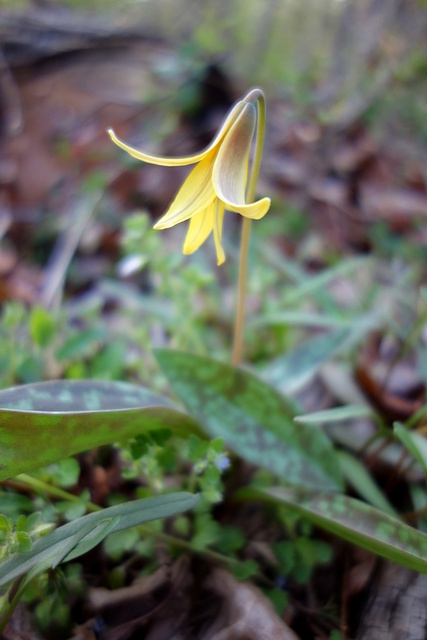 Erythronium americanum