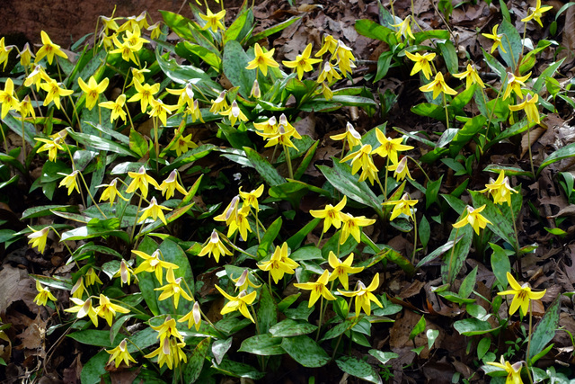 Erythronium americanum - plants