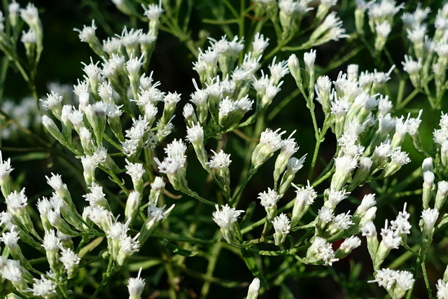 Eupatorium hyssopifolium