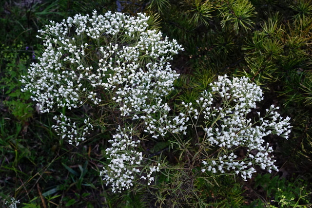 Eupatorium hyssopifolium