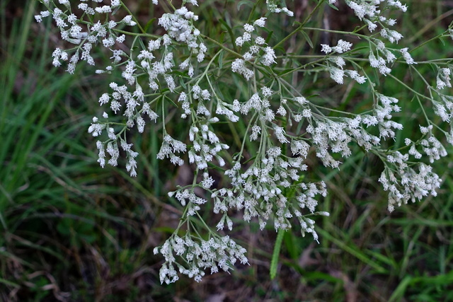 Eupatorium hyssopifolium